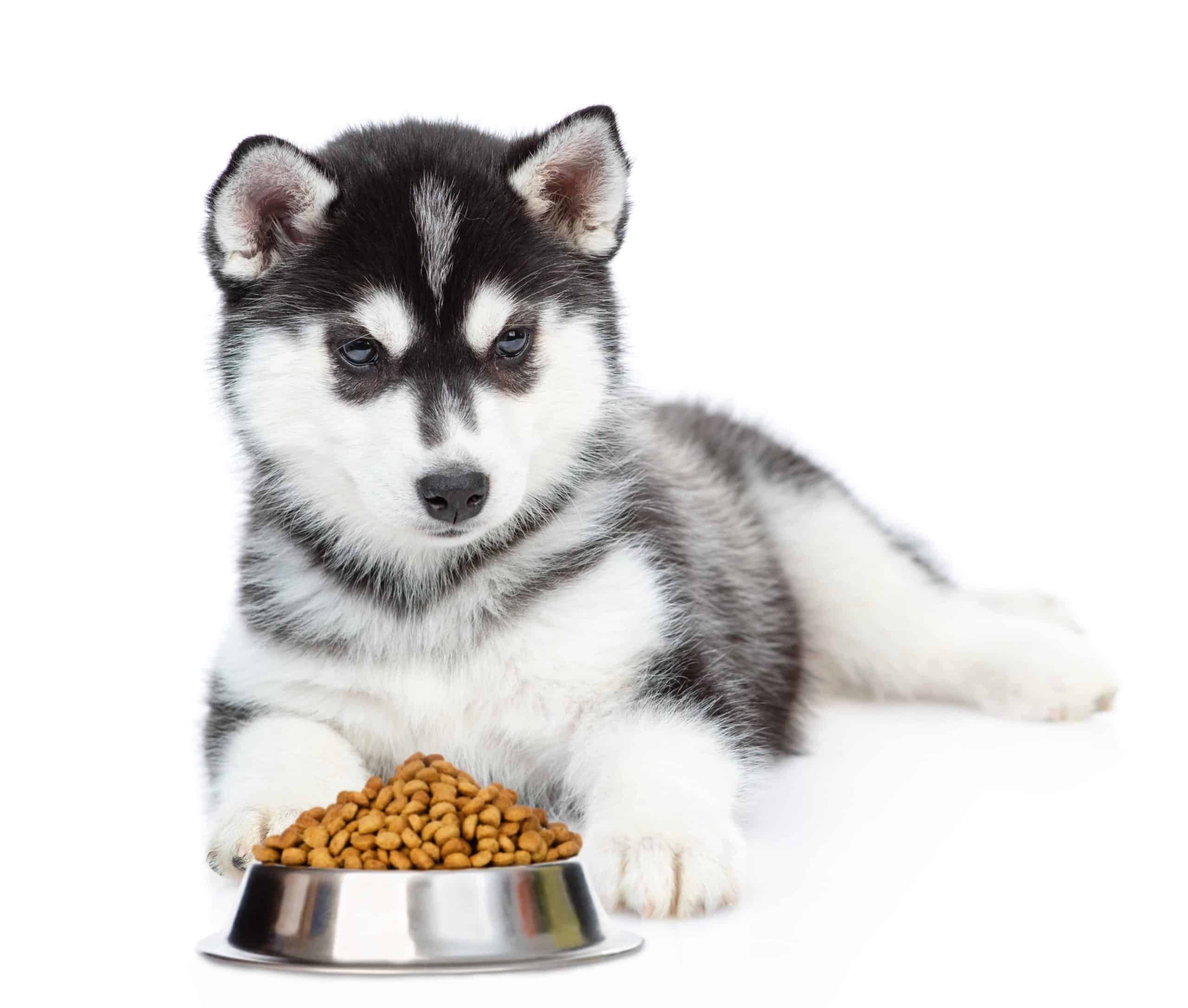 Siberian Husky with bowl filled with kibble. To protect your puppy, feed him a healthy diet and make sure he eats the food you provide instead of chewing on your shoes, electric cords, or houseplants.