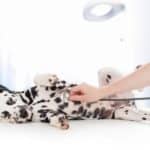 Vet examines Dalmatian puppy. Protect your puppy: Schedule regular vet visits, pet-proof your house, use a leash, feed a healthy diet, and use a monitoring device.