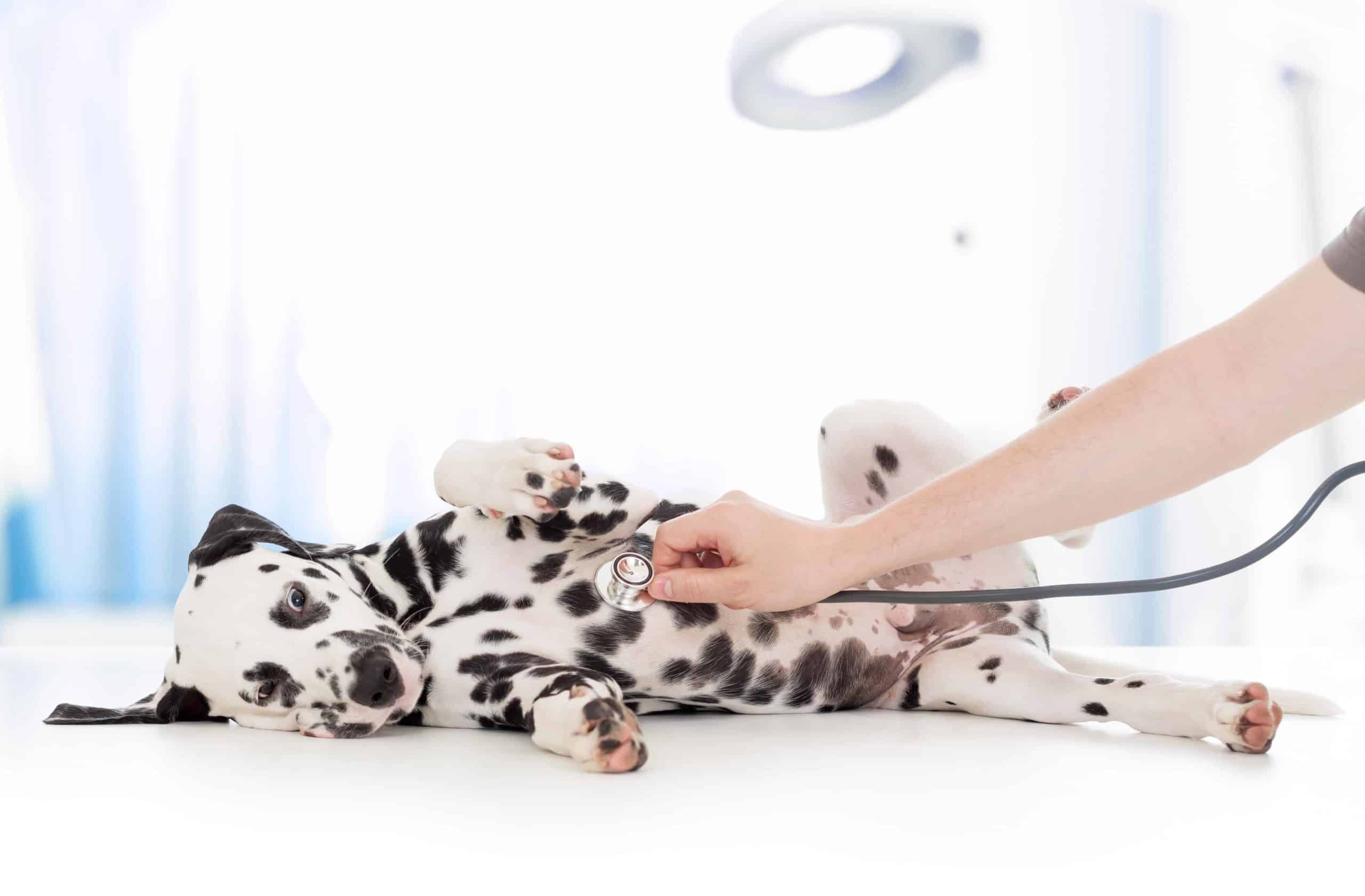 Vet examines Dalmatian puppy. Protect your puppy: Schedule regular vet visits, pet-proof your house, use a leash, feed a healthy diet, and use a monitoring device.