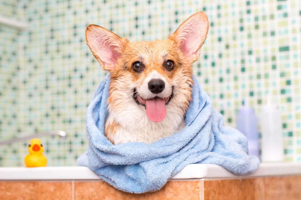 Happy corgi wrapped in a towel after a bath. Regular grooming goes beyond keeping your dog's hair clean. It helps improve blood circulation and also allows you to spot injuries early.