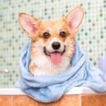 Happy corgi wrapped in a towel after a bath. Regular grooming goes beyond keeping your dog's hair clean. It helps improve blood circulation and also allows you to spot injuries early.