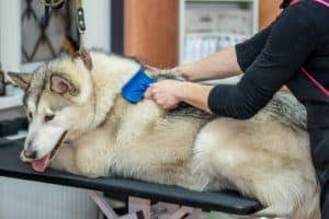 Malamute gets its coat brushed at the groomer. Like washing your dog, brushing helps keep your dog clean and removes dead hair.