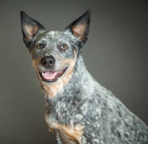 Australian Cattle Dogs are included on the DogsBestLife.com smartest dog breeds list.