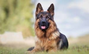 German Shepherds are included on the DogsBestLife.com smartest dog breeds list.