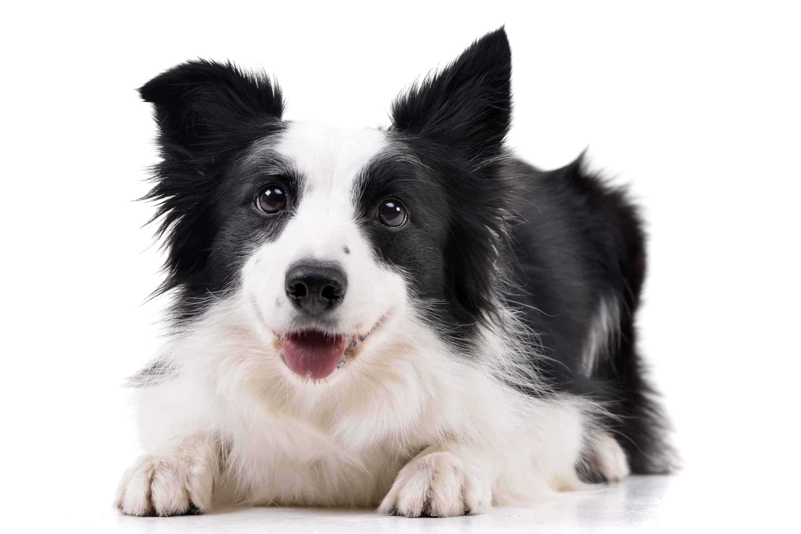 The border collie is included on the DogsBestLife.com smartest dog breeds list.