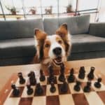 Red border collie appears to play chess. While the breeds on the DogsBestLife.com smartest dog breeds list may not be able to play chess, they're still pretty amazing.