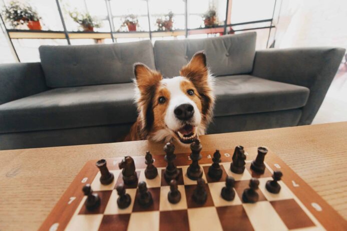 Red border collie appears to play chess. Smartest dog breeds are adaptive problem solvers.