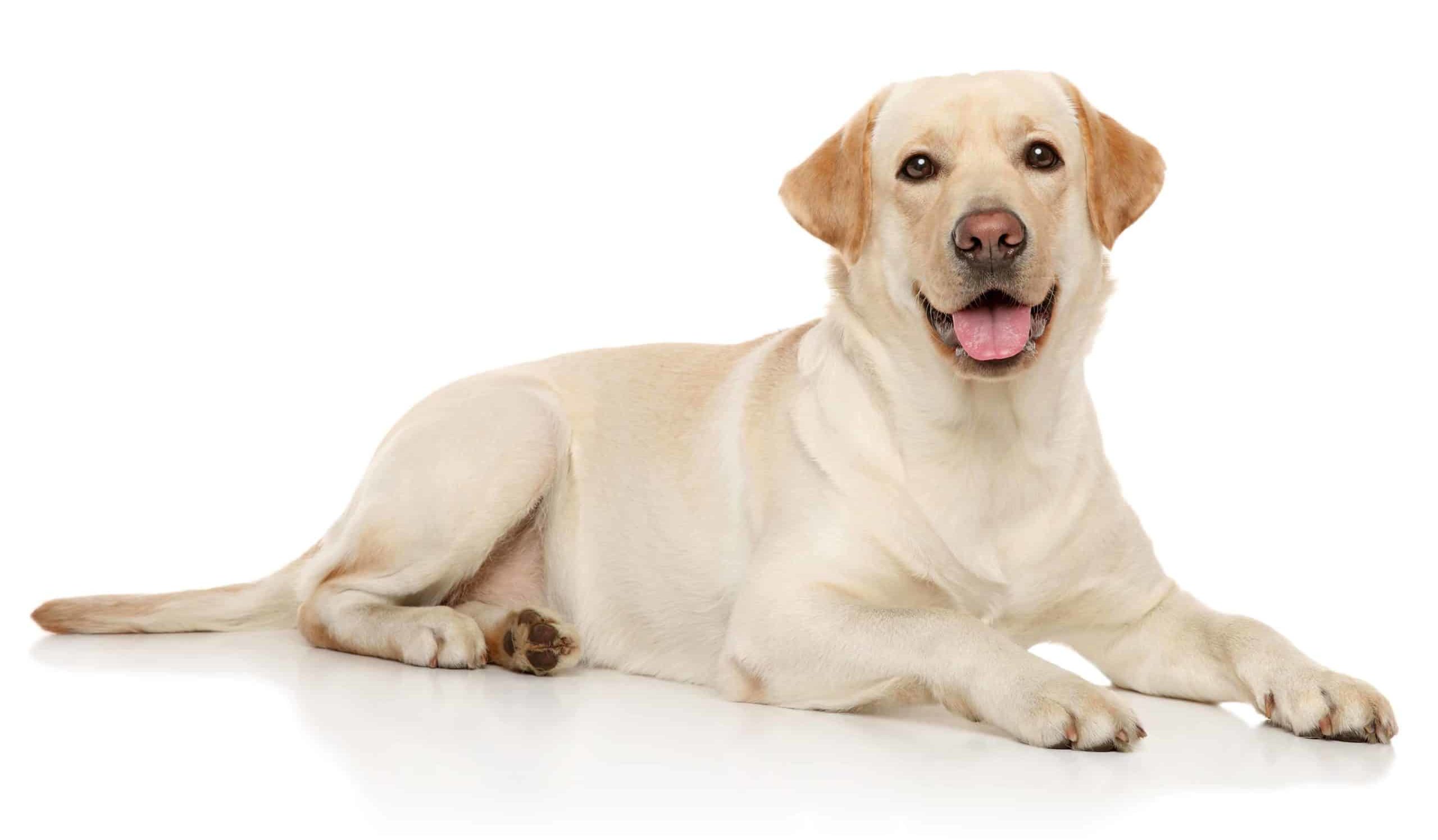 Labrador Retriever on white background. Labrador Retrievers are included on the DogsBestLife.com smartest dog breeds list.