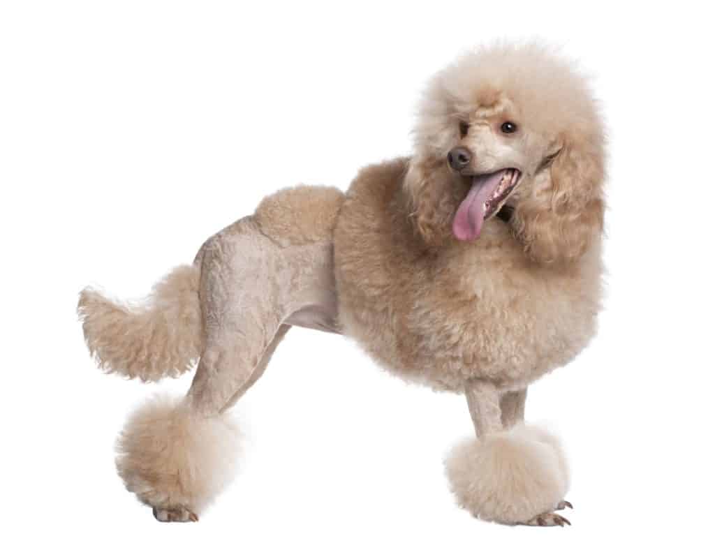 Poodle on a white background Poodles are included on the DogsBestLife.com smartest dog breeds list.