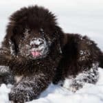 Newfoundland puppy plays in snow. Typical traits of all snow-loving dog breeds include heavyweight, almond eyes, thick coats, and small ears.