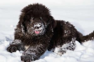 Newfoundland puppy plays in snow. Typical traits of all snow-loving dog breeds include heavyweight, almond eyes, thick coats, and small ears.