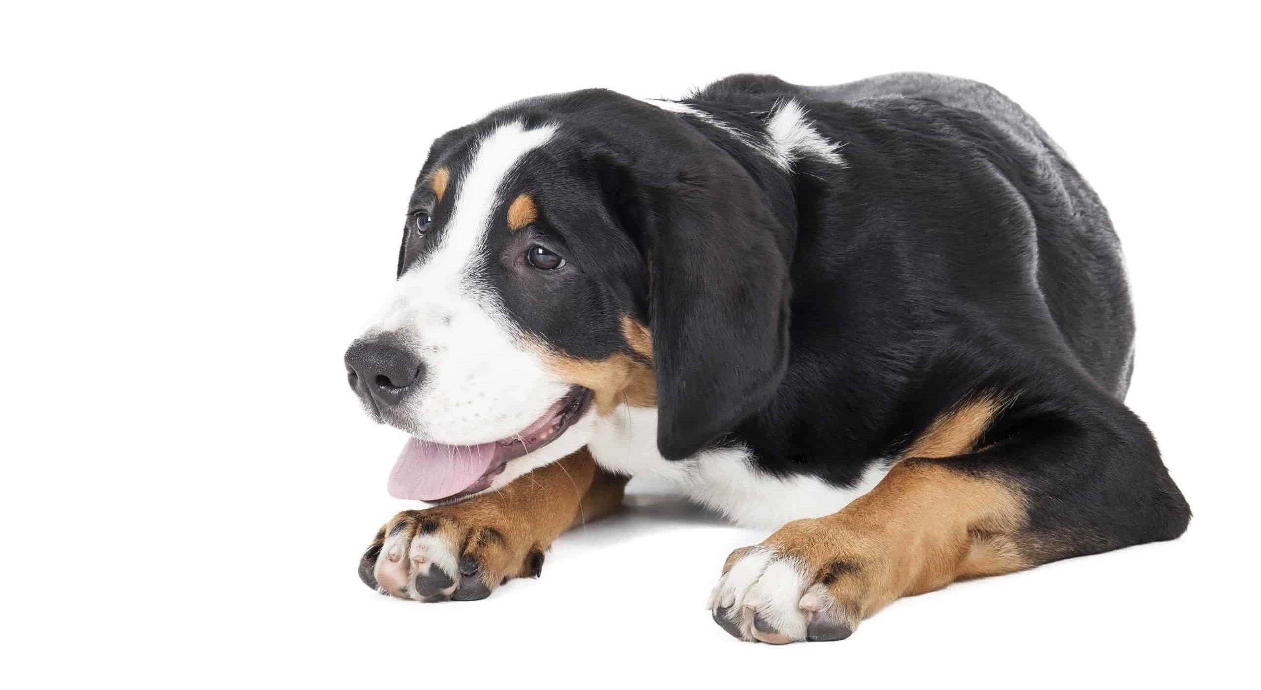 Greater Swiss Mountain Dog on white background. Swiss Mountain Dogs have a shiny, one-length, long coat to protect them from the cold.