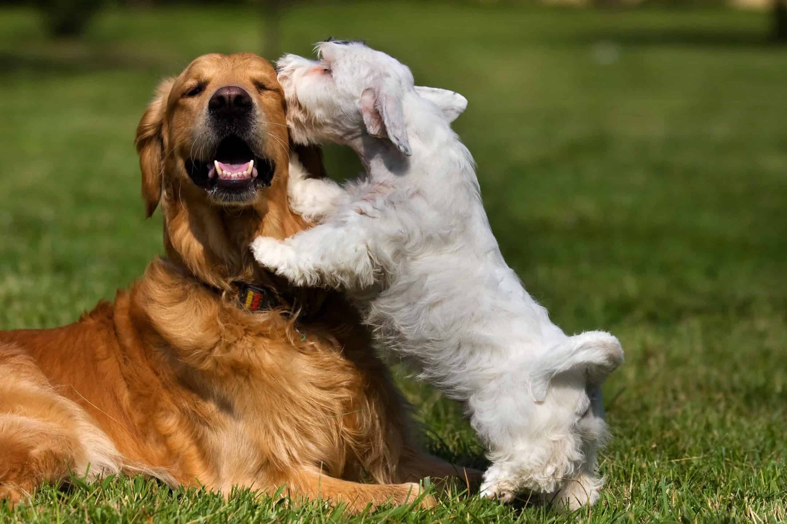Westie kisses Golden Retriever. Before you teach your dog how to socialize, make sure he follows commands. Then, start slowly when your dog is young and keep sessions short.