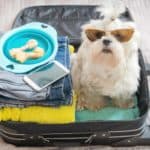 Maltese sits in suitcase. Before you travel with your dog, check to make sure your destination is dog-friendly. Get pet insurance, and gather appropriate documents.