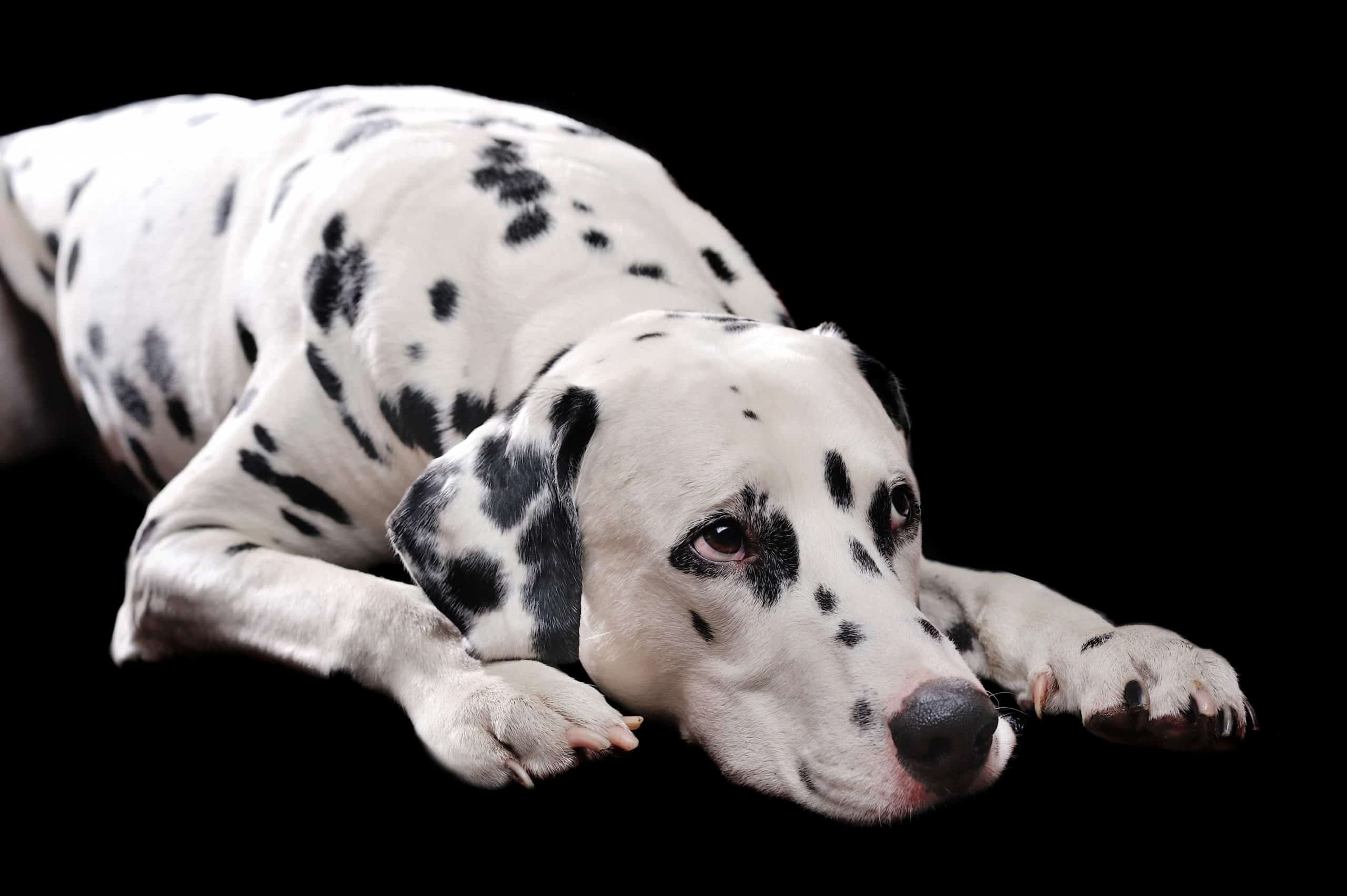 Sad Dalmatian on black background. Dalmatians, Jack Russel Terriers, and Bulldogs, experience urate crystals due to a genetic condition.