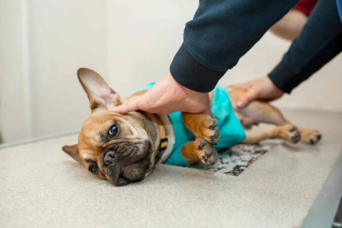 Vet examines French bulldog for crystals in dog urine.