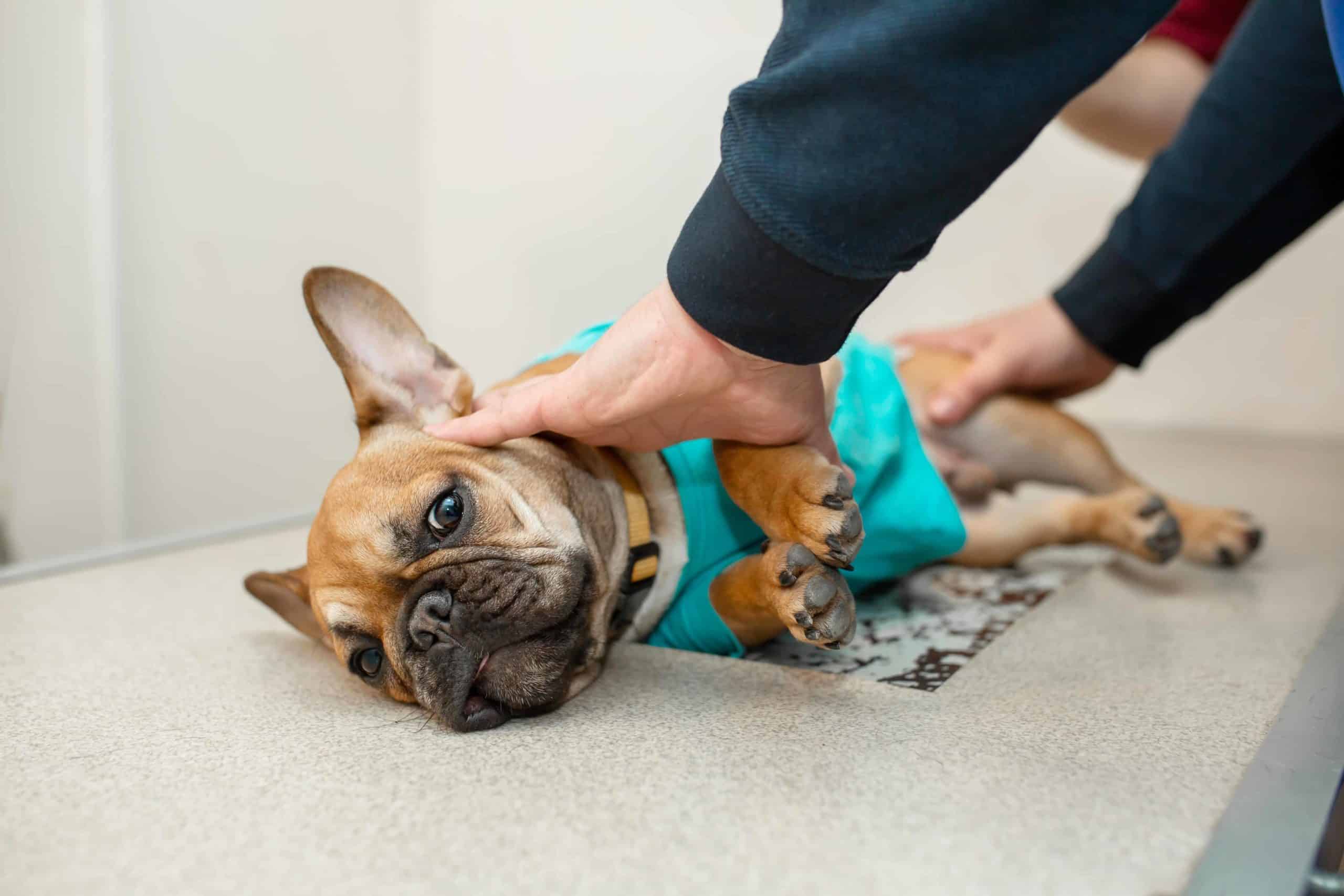 Vet examines French bulldog. Crystals in dog urine are common for several breeds. Help your dog by providing a healthy diet, including plenty of fresh, clean water.