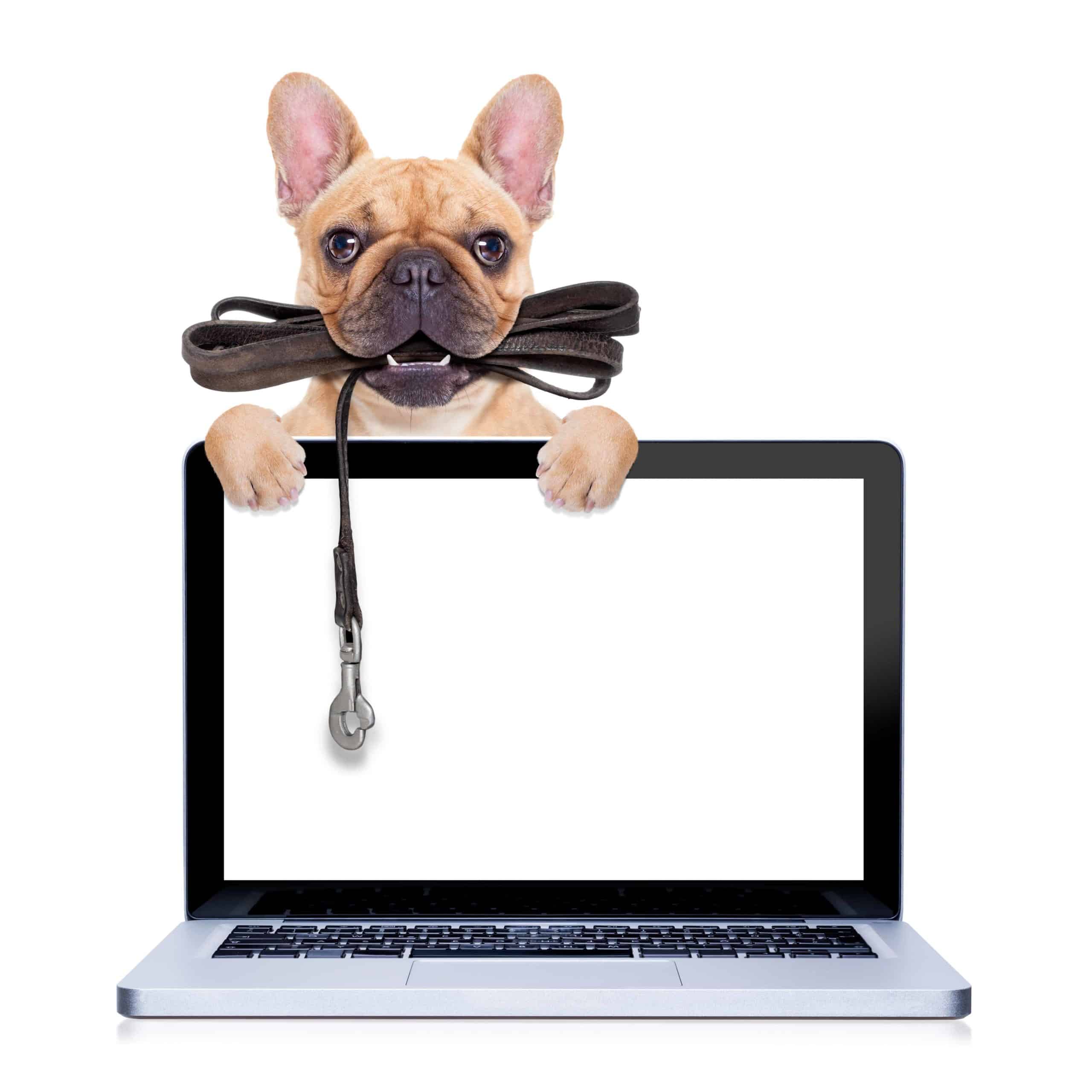 French bulldog puppy with leash leans on laptop. During virtual pet training, trainers provide interactive pet training and learning activities online in private lessons or group classes.