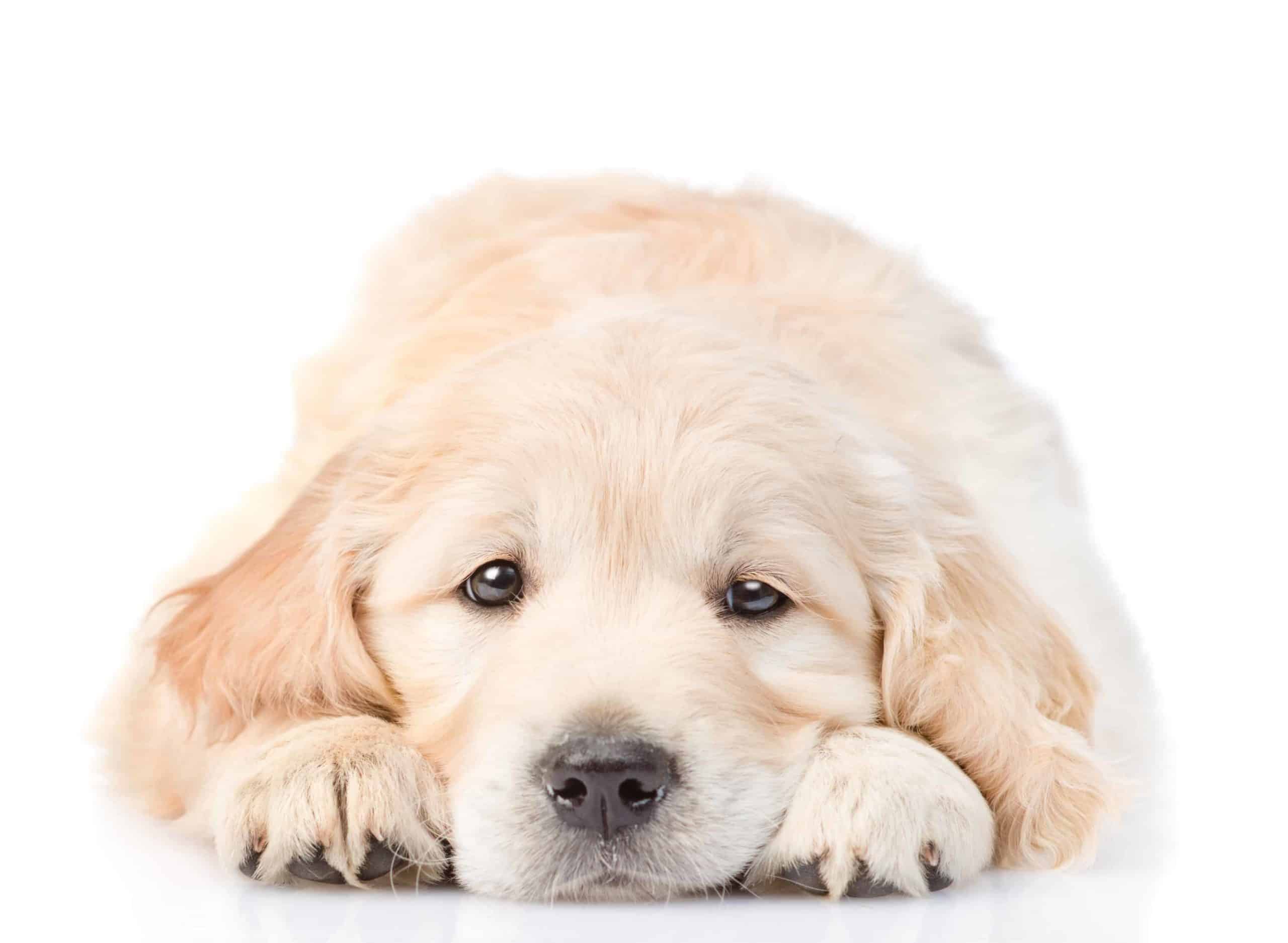 Sleepy Labrador retriever puppy on white background. For Labrador retrievers, a persistent cough could indicate a severe problem with the trachea.