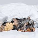 Yorkie cuddles with stuffed toy under covers on white bed. Don't ignore vital signs about your dog's health including loss of appetite, unexplained weight loss, persistent cough, or skin problems.