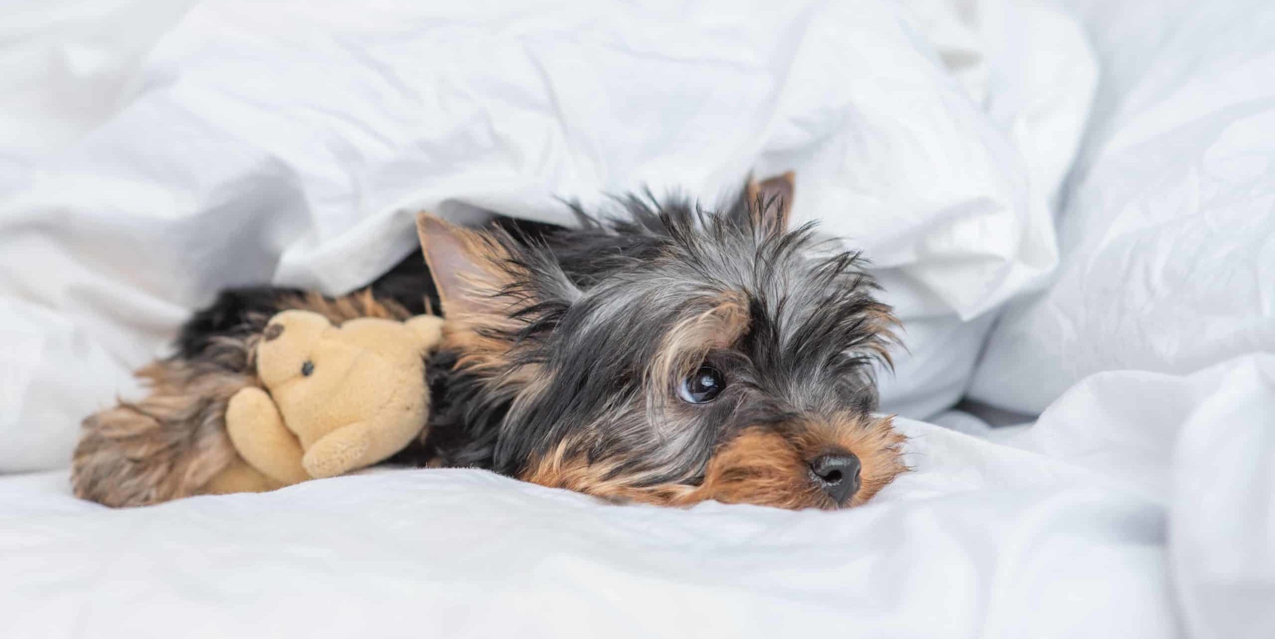 Yorkie cuddles with stuffed toy under covers on white bed. Don't ignore vital signs about your dog's health including loss of appetite, unexplained weight loss, persistent cough, or skin problems.