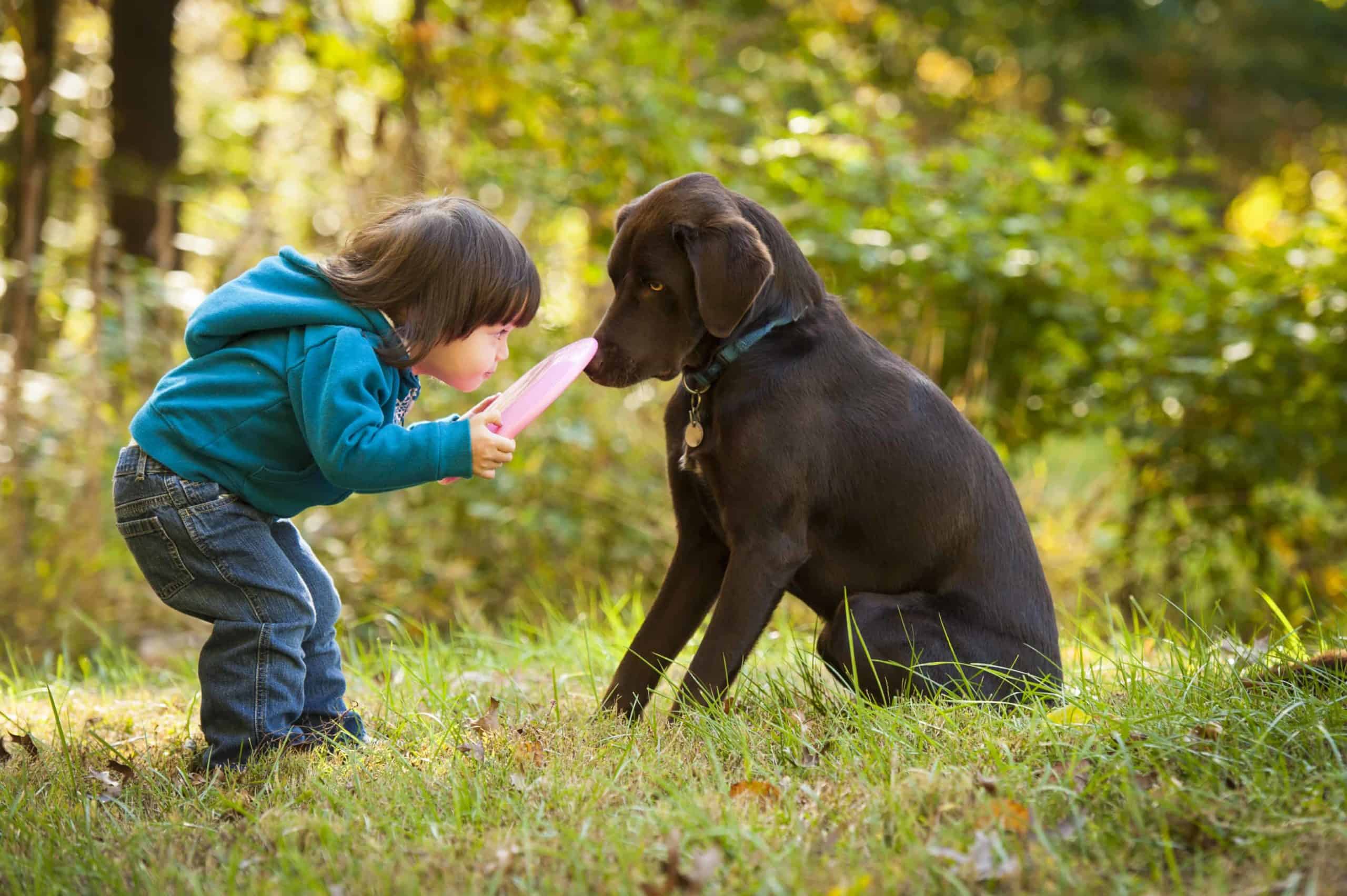 Young child plays fetch with chocolate Labrador Retriever. The best family dog breeds share common traits. They're smart, easy to train, love spending time with people, and are good with children.