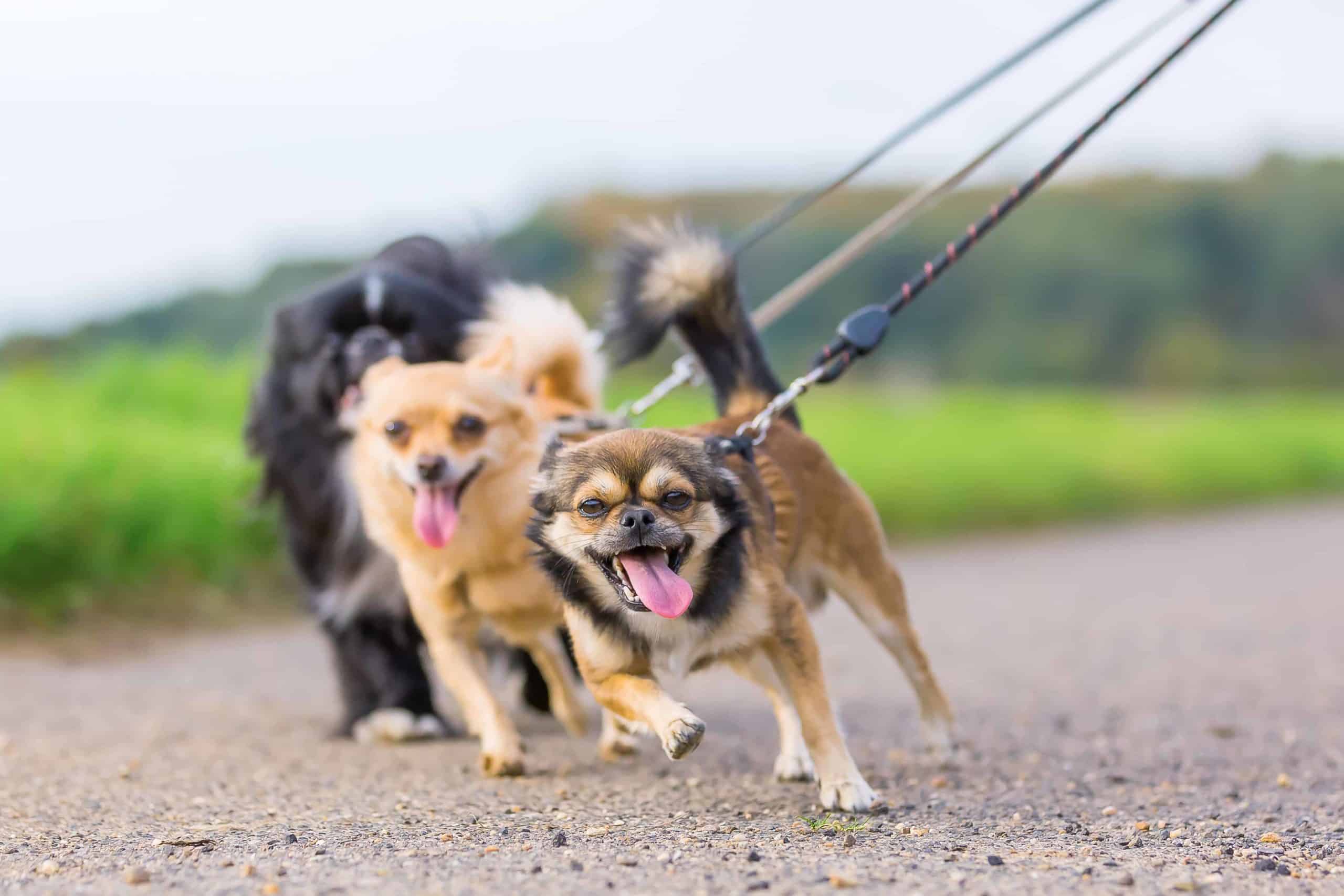 Three small dogs pull on leash. This article will talk about the most common bad dog behaviors and give a possible solution to help you stop each problem.