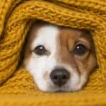 Jack Russell wrapped in a knitted blanket. Benadryl for dogs is safe but the dose needs to be determined by your dog's weight. Consult your vet before giving your dog any medication.
