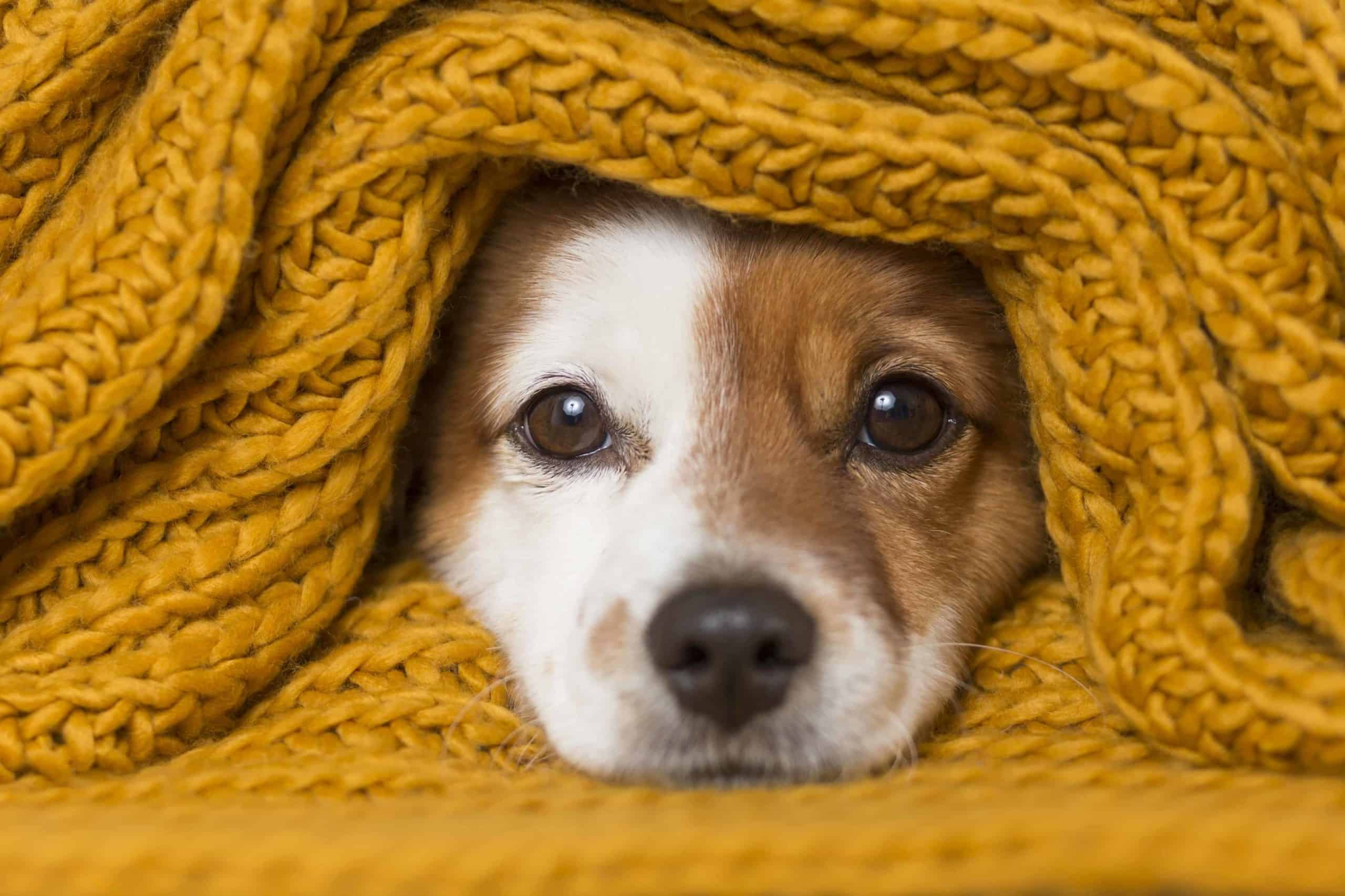 Jack Russell wrapped in a knitted blanket. Benadryl for dogs is safe but the dose needs to be determined by your dog's weight. Consult your vet before giving your dog any medication.