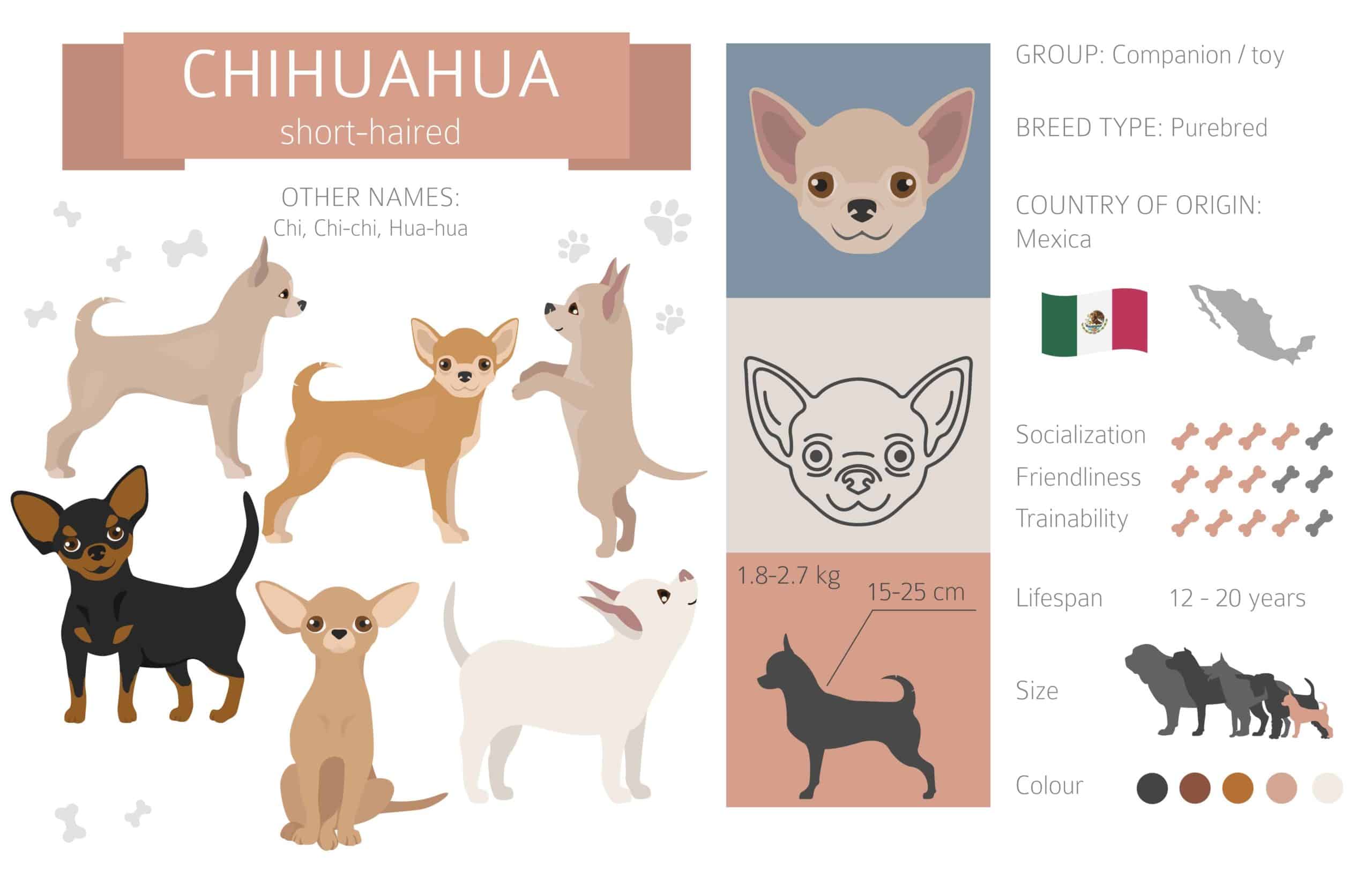 Chihuahuas graphic
