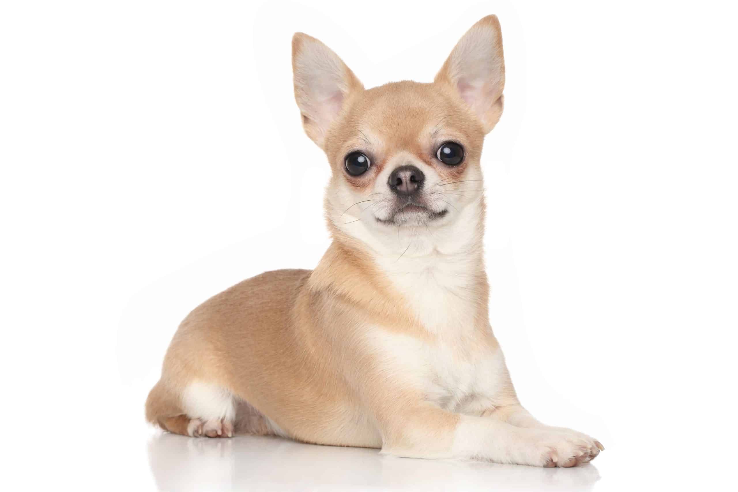 Chihuahua on white background.