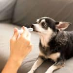 Owner gives old dog medication. Dog medications treat infections, ease pain, fight parasites and more. Only use medications with your vet's supervision.