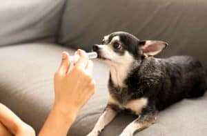 Owner gives old dog medication. Dog medications treat infections, ease pain, fight parasites and more. Only use medications with your vet's supervision.