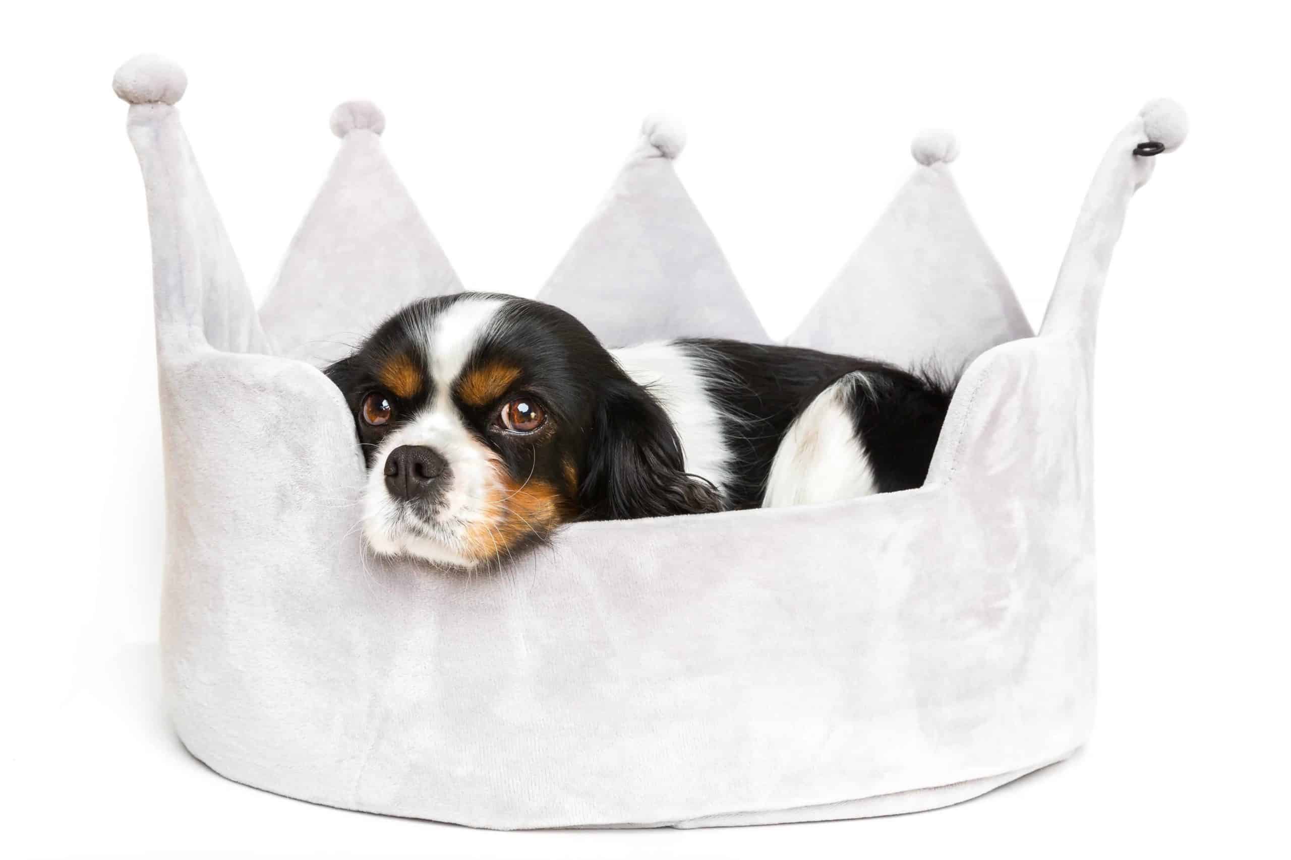 Cavalier King Charles Spaniel puppy after a bath snuggles into dog bed that looks like a crown. A bed is one of the dog supplies you should buy.