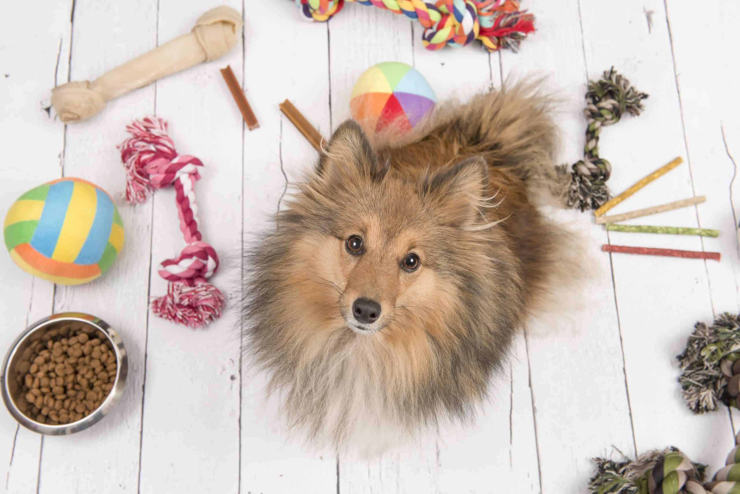 Sheltie sits on white floor surrounded by dog supplies.