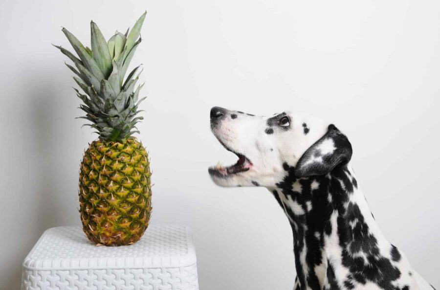 Dalmatian barks at pineapple. Start by checking with your veterinarian to determine if feeding pineapple to dogs can exacerbate any underlying health conditions.