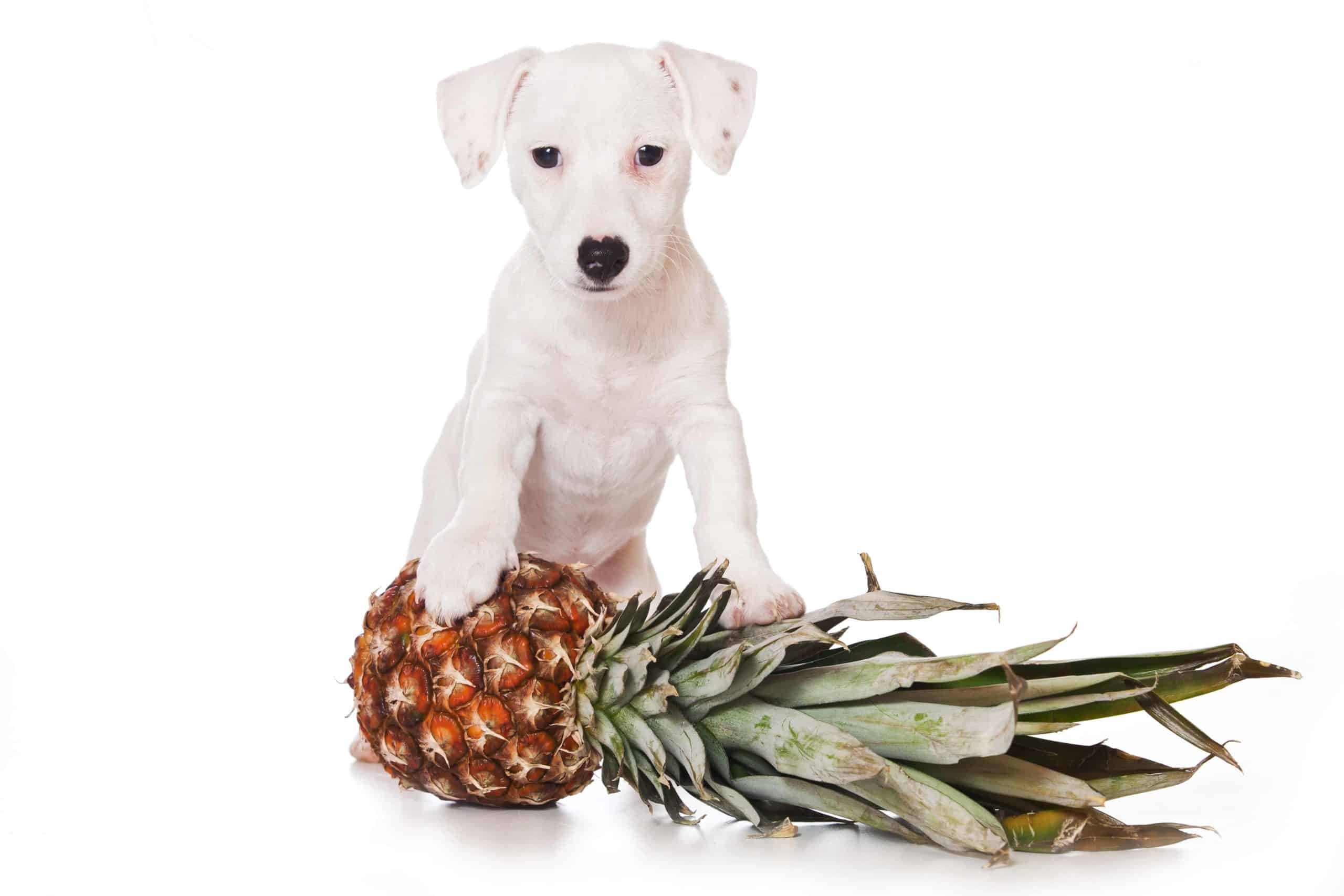Small white dog sits with pineapple. Start by checking with your veterinarian to determine if eating pineapple can exacerbate any underlying conditions. Before feeding pineapple to your dog, start by peeling and coring the fruit. Discard the peel and core where your dog can't reach it. 