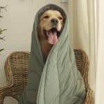 Golden Retriever snuggles into a FunnyFuzzy leaf dog blanket.