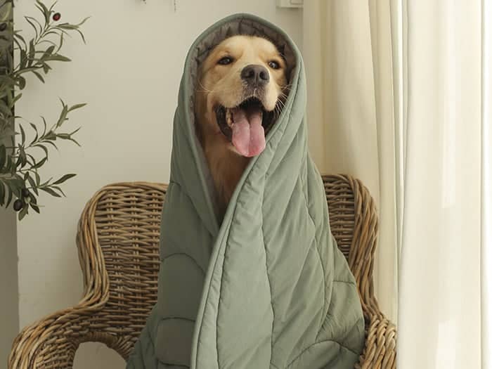 Golden Retriever snuggles into a FunnyFuzzy leaf dog blanket.