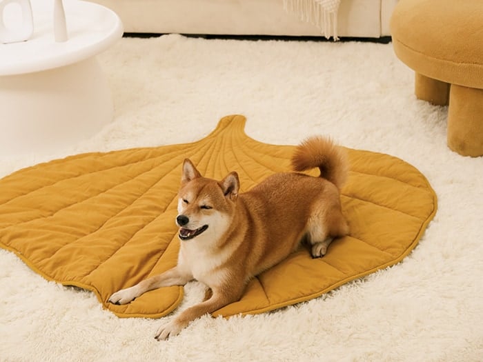 Happy Shiba Inu rests on FunnyFuzzy leaf dog blanket.
