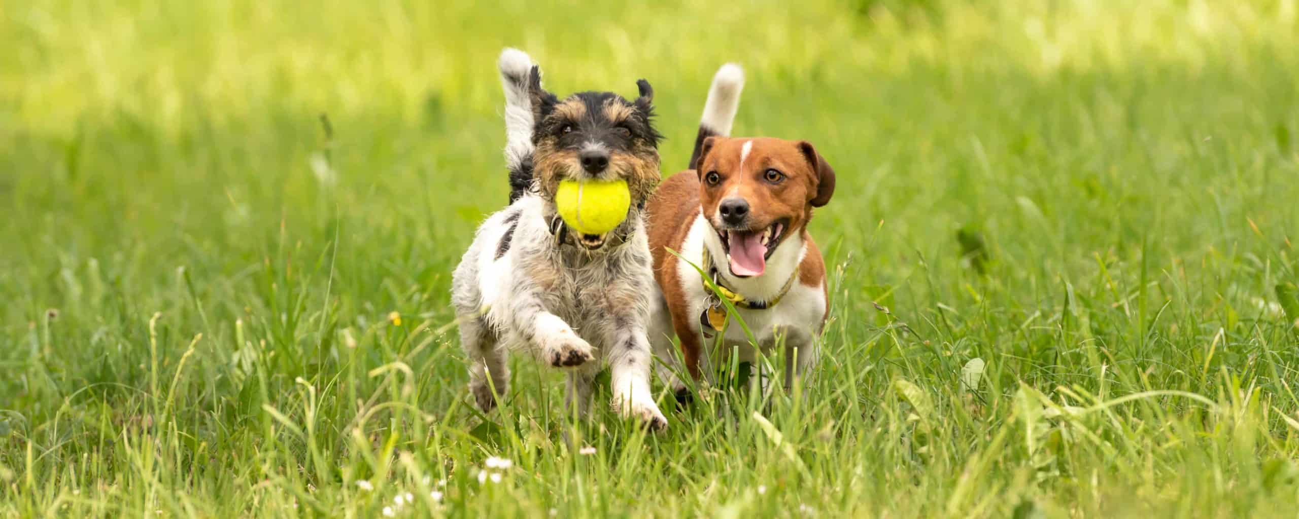 Two Jack Russell terriers play with a tennis ball. Most dogs love playing with toys. For active dogs, consider giving a tennis ball to play fetch.