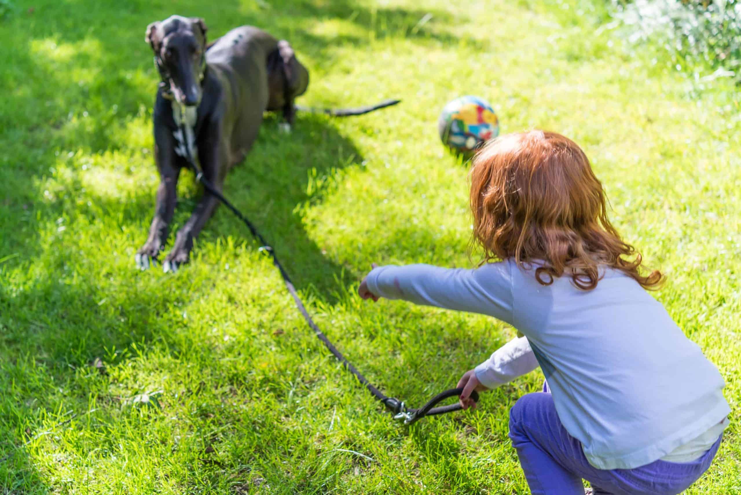 Girl trains greyhound to walk on a leash.