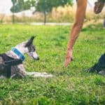 Man trains greyhound at dog training camp.
