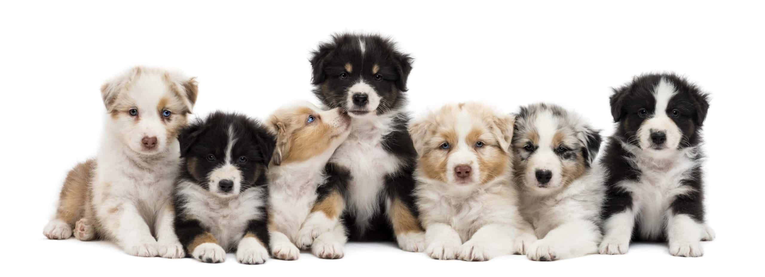 Group of Australian Shepherd puppies. Mid-size dog breeds like Australian shepherds are as energetic as small dogs and as loving as big dogs. They vary in activity level, temperament, and trainability.