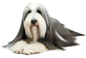 Bearded Collie on white background. Bearded Collies make the top 7 list for popular mid-size dog breeds.