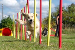 Golden retriever runs through weave polls on outdoor agility course. Agility challenges dogs both physically and mentally.