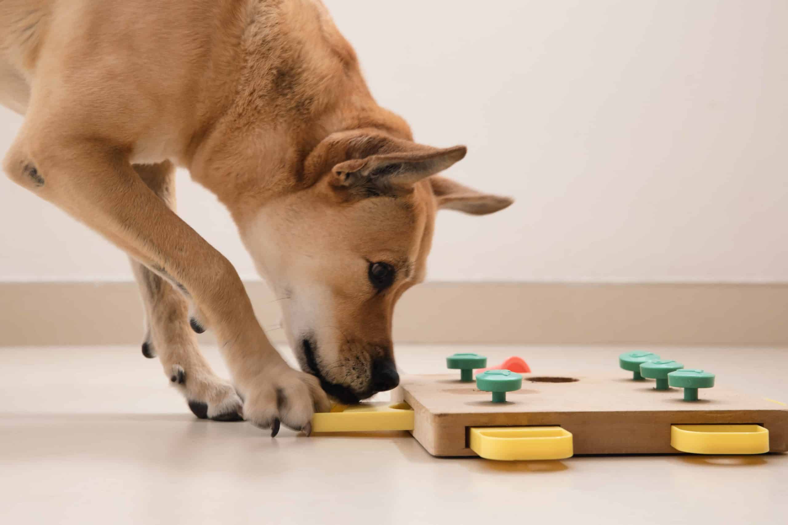 Dog finds treats using a brain training game. Use seven pro tips to create a well-behaved dog: Use treats for training, keep sessions fun, start on day one, try brain training games, and stick to a schedule.