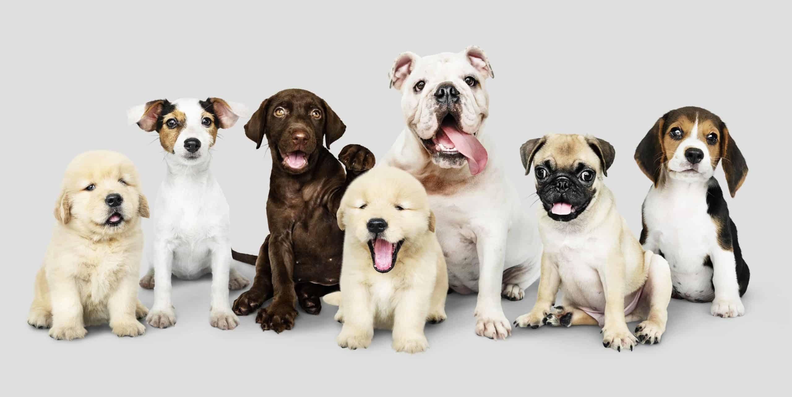 Collection of adorable puppies including Golden and Labrador retrievers, Jack Russell Terrier, Bulldog, Pug and Beagle. Bringing home a puppy is a big responsibility. Use these first-week puppy tips to establish a strong, healthy relationship with your puppy.