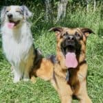 Popular shepherd dogs: Australian Shepherd and German Shepherd.