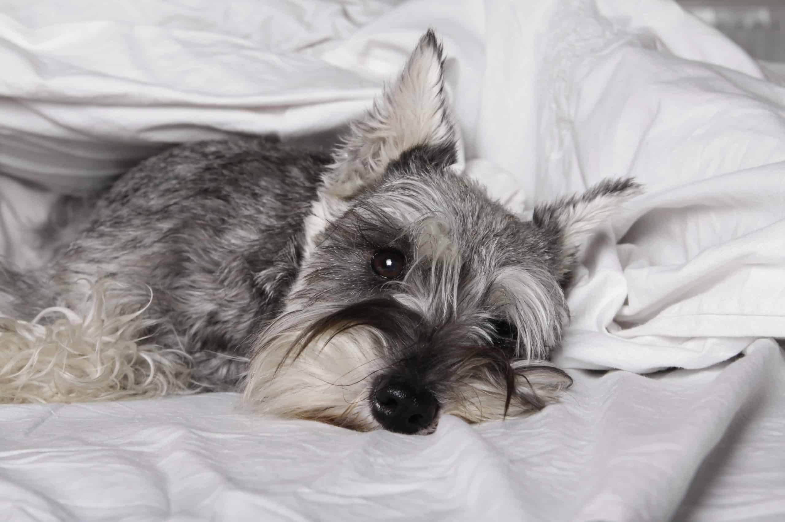 Sick mini-Schnauzer lies on bed. Worms cause serious health issues if untreated. Every dog owner needs to know the risks, symptoms, diagnosis, and treatment options.